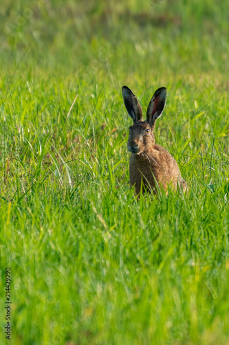 hare in green © Marcel