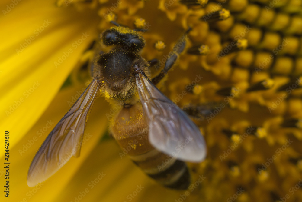 Naklejka premium Macro nature of insect bee on yellow sunflower pollination.