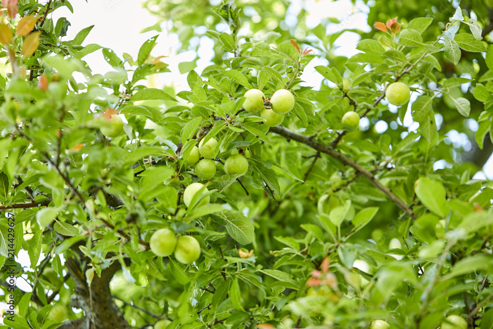 Fototapeta premium young plums on the tree
