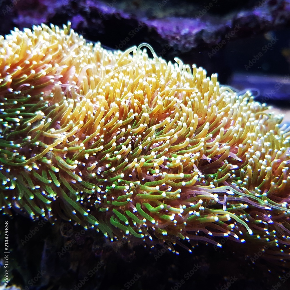 Koralle im Aquarium Koralle im Aquarium