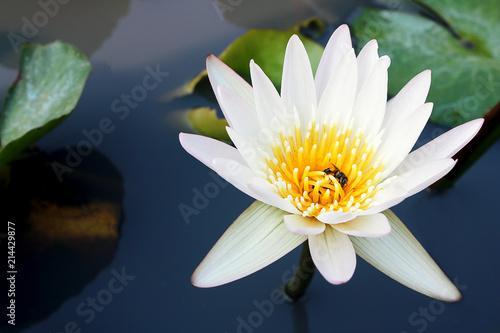 white lotus flower with honey bee blooming in pond