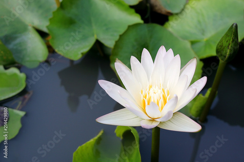 white lotus flower blooming in pond