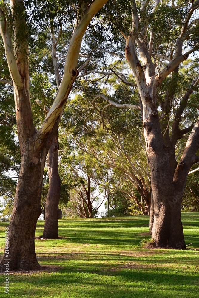 Large eucalyptus trees casting shadows over green lawns of Neil Carrol Park near Fly Point in New South Wales. Large eucalyptus trees casting shadows over green lawns of Neil Carrol Park near Fly Point in New South Wales.