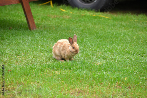 Roter Neuseeländer Hase