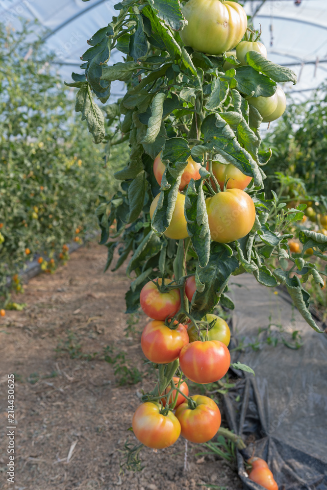 Tomaten im Gewächshaus auf der Farm