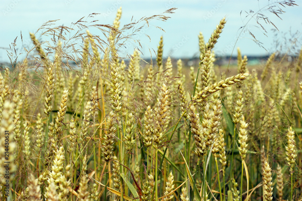 Field of gold barley