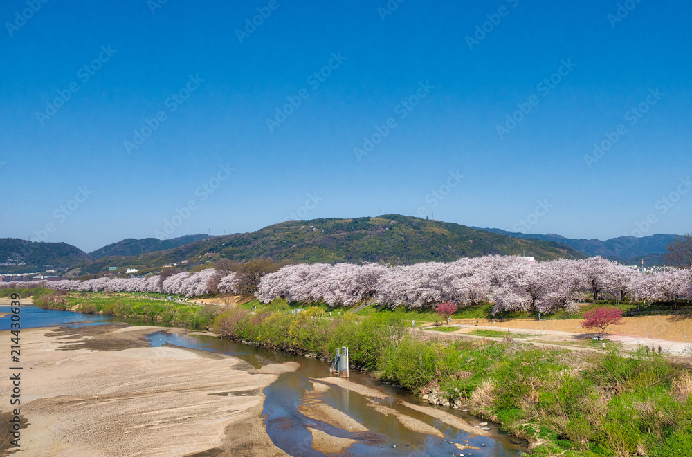 淀川河川公園背割堤の桜、全景