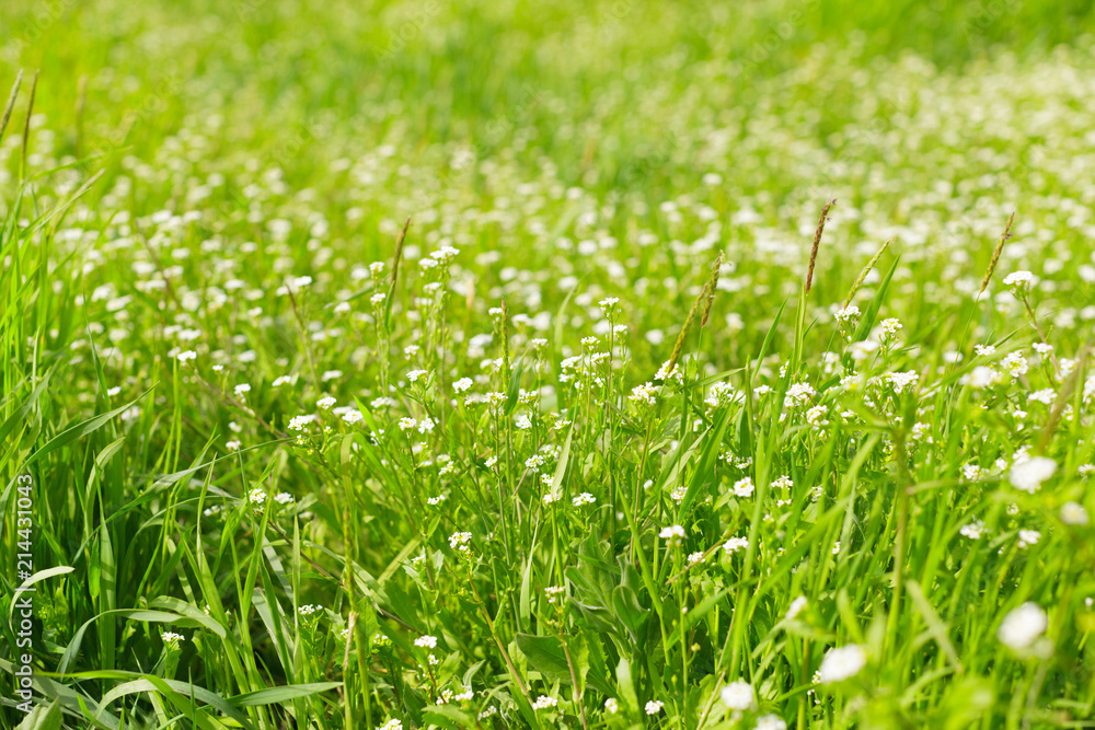 Fresh green spring grass in the morning background Fresh green spring grass in the morning background