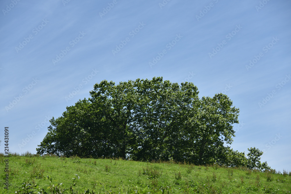 Fototapeta premium 日本の山の夏の空