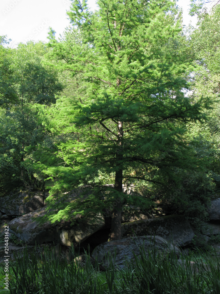 Large massive stone boulders at the foot of a small rare coniferous tree Large massive stone boulders at the foot of a small rare coniferous tree