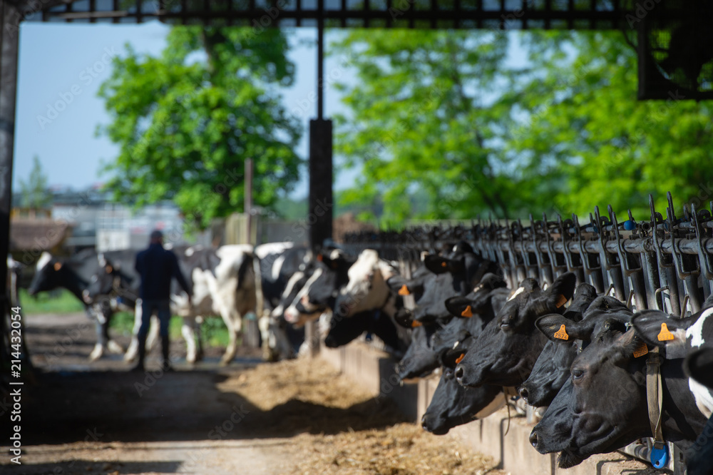 Cows feeding in large cowshed Cows feeding in large cowshed