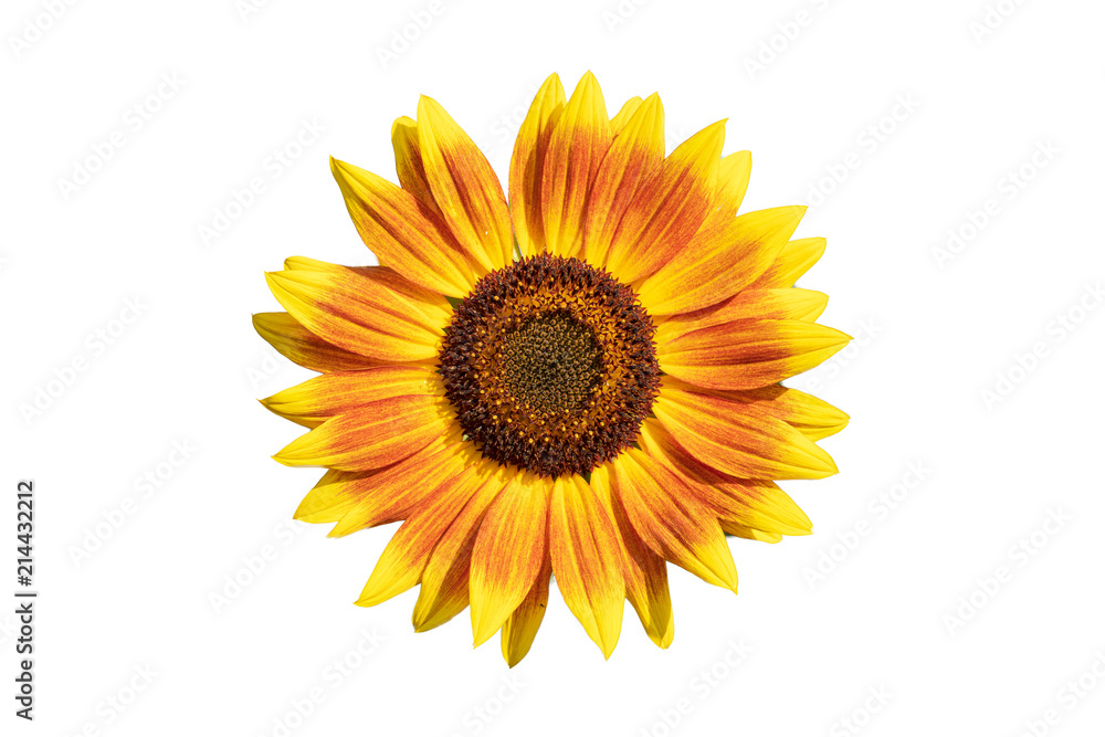 sonnenblume mit roter farbe isoliert auf weiss sonnenblume mit roter farbe isoliert auf weiss