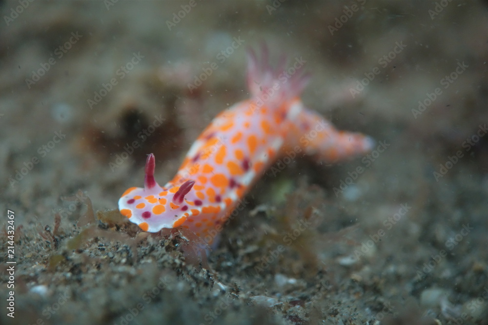 Clown nudibranch Ceratosoma amoenum at Parsley Bay, Sydney, Australia Clown nudibranch Ceratosoma amoenum at Parsley Bay, Sydney, Australia