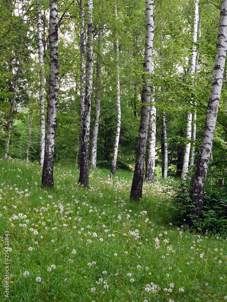 Obraz premium Lawn with green grass and slender white-black birches