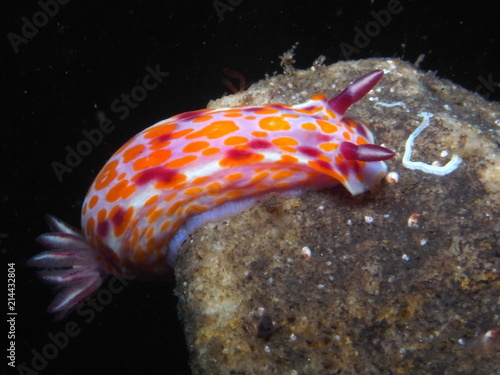 Clown nudibranch Ceratosoma amoenum at Parsley Bay, Sydney, Australia