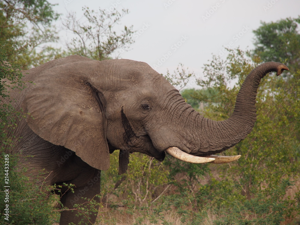 Obraz premium Elefantenbulle