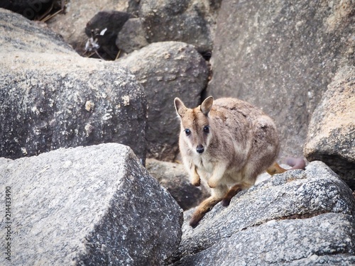 Wild Mareeba Rock Wallaby  Queensland  Australia 