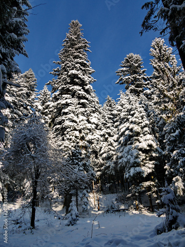 Winter coniferous forest, in which all the trees are covered with thick, heavy hats of snow