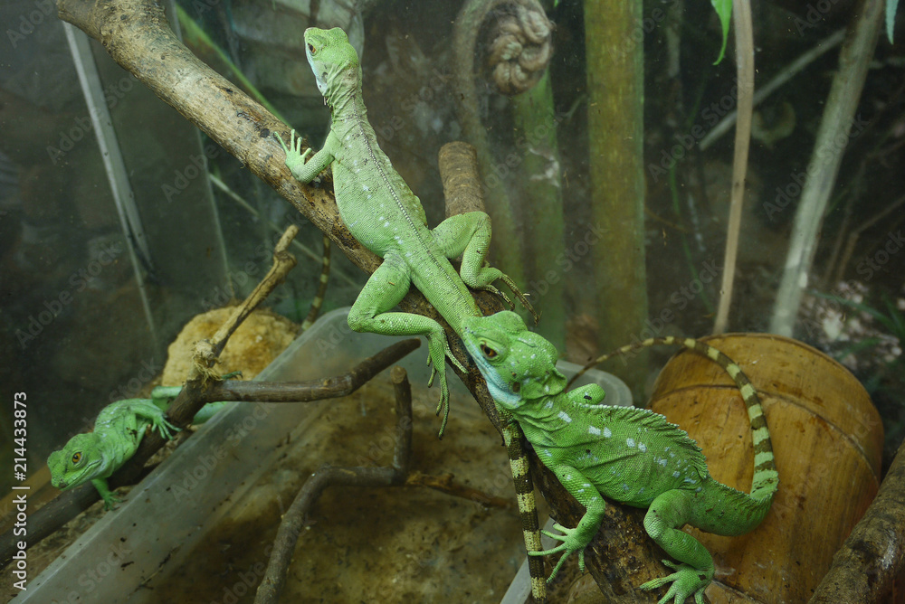Green iguanas creeping along the trunks of the tree laid to them. Beautiful reptiles with striped tails. Green iguanas creeping along the trunks of the tree laid to them. Beautiful reptiles with striped tails.