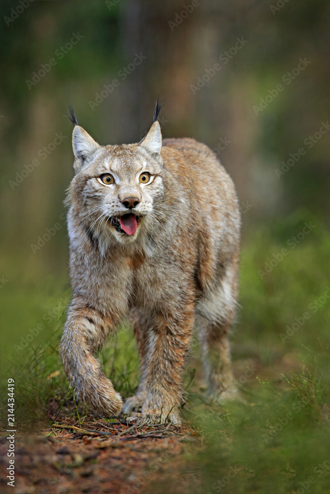 Naklejka premium Lynx in green forest. Wildlife scene from nature. Walking Eurasian lynx, animal behaviour in habitat. Wild cat from Germany. Wild Bobcat between the trees. Hunting carnivore in autumn grass.