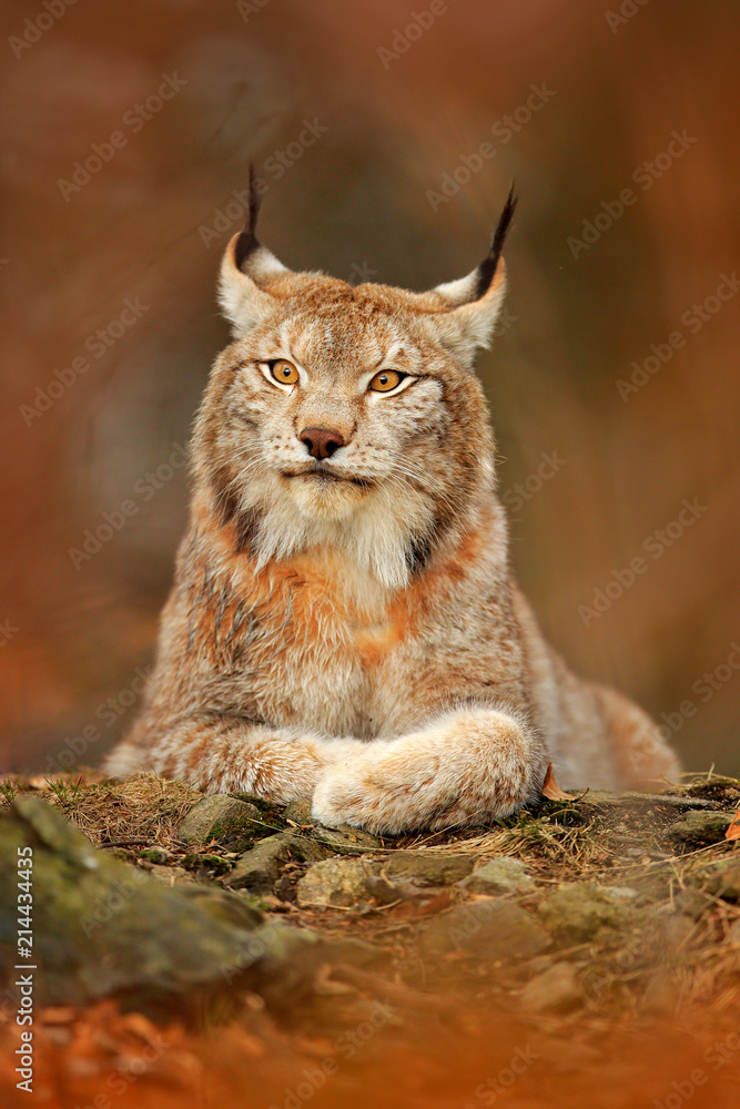 Obraz premium Lynx in orange autumn forest. Wildlife scene from nature. Cute fur Eurasian lynx, animal in habitat. Wild cat from Germany. Wild Bobcat between the tree leaves. Close-up detail portrait.