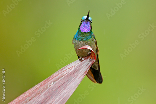 Purple-throated Mountain-gem, Lampornis calolaemus, hummingbird from Costa Rica. Violet throat small bird from mountain cloud forest in Costa Rica. Wildlife in tropic nature. photo