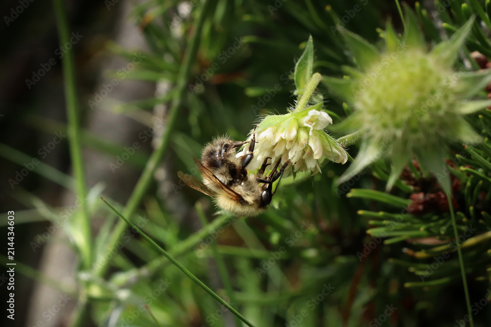 A common carder bee pollinating blooms in grassland A common carder bee pollinating blooms in grassland