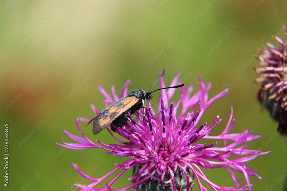 Six-spot burnet sitting on red clover in Slovakia grassland Six-spot burnet sitting on red clover in Slovakia grassland