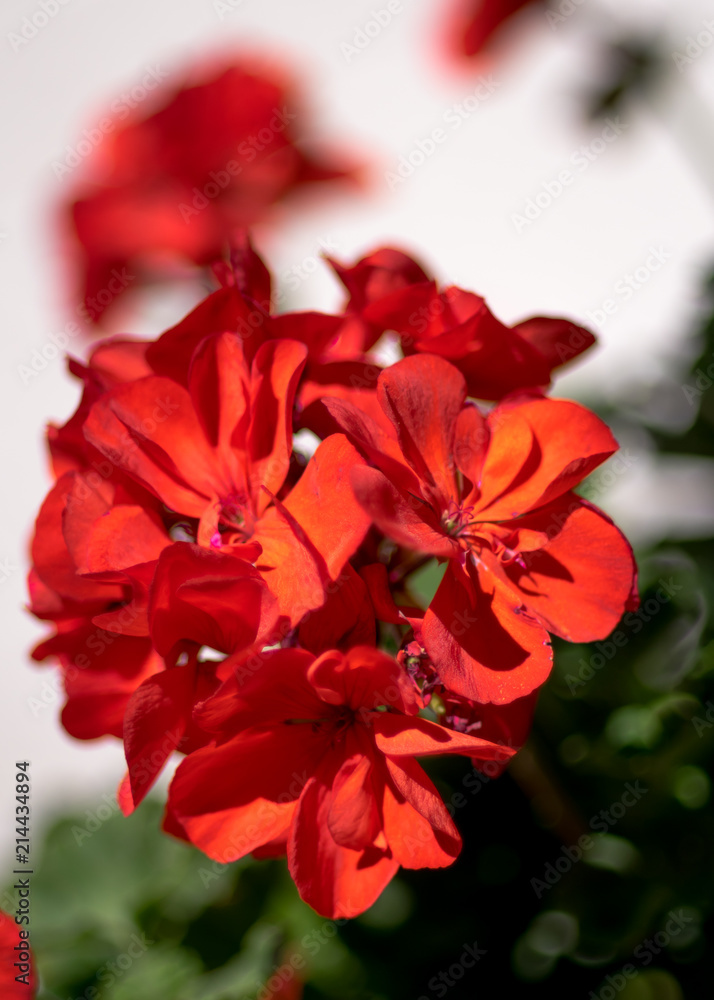 Red pelargonium- flowers on the terrace Red pelargonium- flowers on the terrace