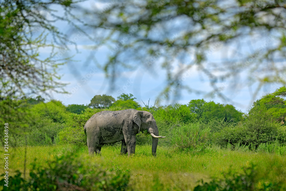 Obraz premium Big elephant walking in the grass with blue sky. Huge mammal in nature habitat, green vegetation, with tress in the background, Botswana, Africa.