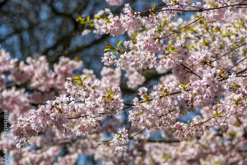 Cherry tree in full blossom, Munich, Germany, Europe