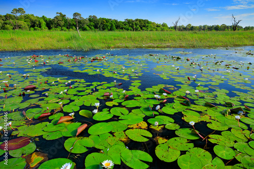 African landscape, water lily with green leaves on the water surface with blue sky, Okavango delta, Moremi, Botswana. River and green vegetation during vet season, March in Africa.