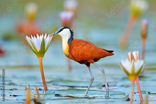 Stampa su tela African jacana, Actophilornis africana, colorful african wader with long toes next to violet water lily in shallow water of seasonal lagoon, Botswana,Okavango delta