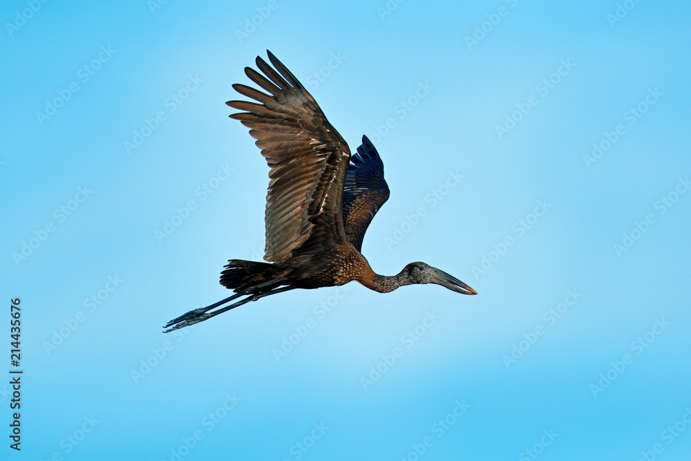 Obraz premium African Openbill, Anastomus lamelligerus, black large african stork.