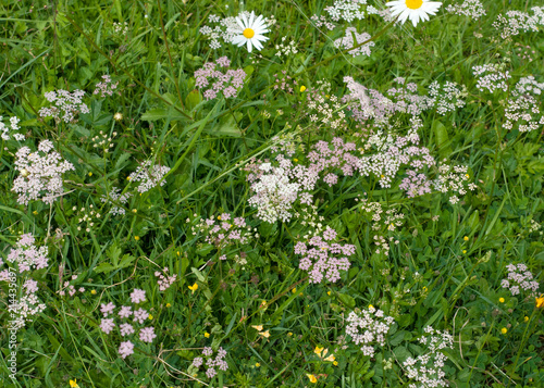A field of Wild Carrot and camomile, top view. Summer flowers wallpaper