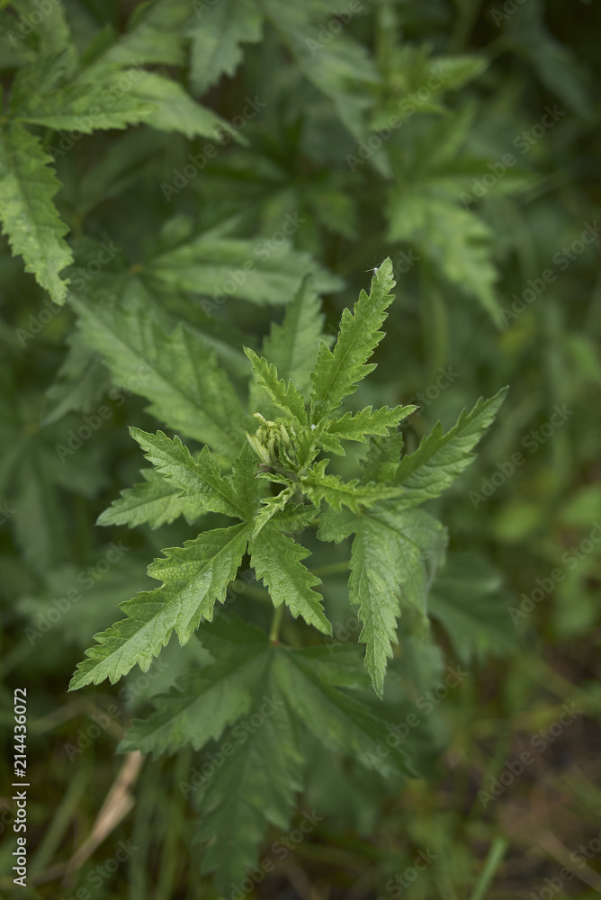 Althea cannabina Althea cannabina