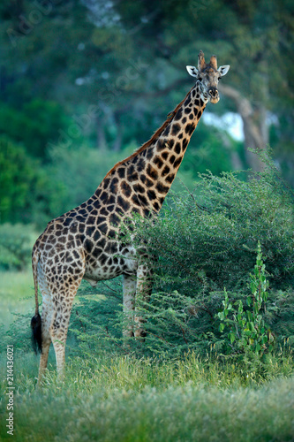 Young Giraffe and morning sunrise. Green vegetation with animal portrait. Wildlife scene from nature. Orange light in the forest, Okavango, Botswana, Africa.