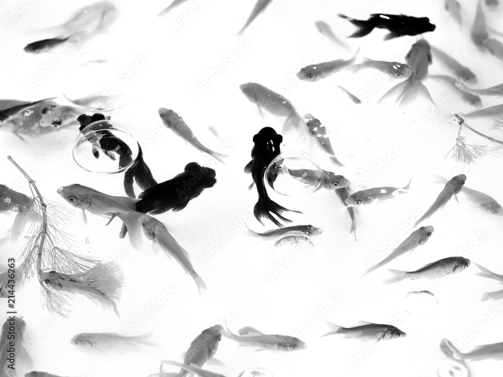 Obraz premium キンギョ