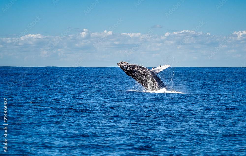 Fototapeta premium Humpback whale jumping out of the water. The whale is of dark colour