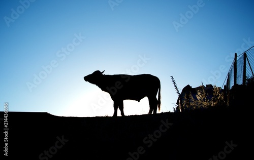 A silhouette of a cow on top of a hill with the sun at the back