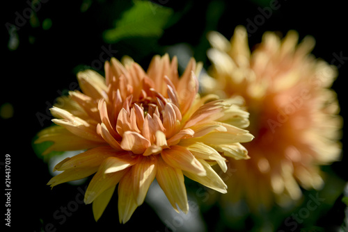 Fototapeta Naklejka Na Ścianę i Meble -  realistic dahlia at garden on dark