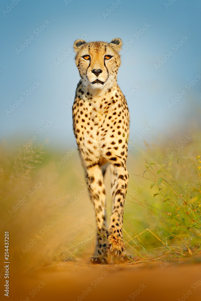 Fototapeta premium Gepard, Acinonyx jubatus, chodzący dziki kot. Najszybszy ssak na lądzie, Botswana, Afryka. Gepard na żwirowej drodze w lesie. Łaciasty dziki kot w środowisku naturalnym, Okawango.