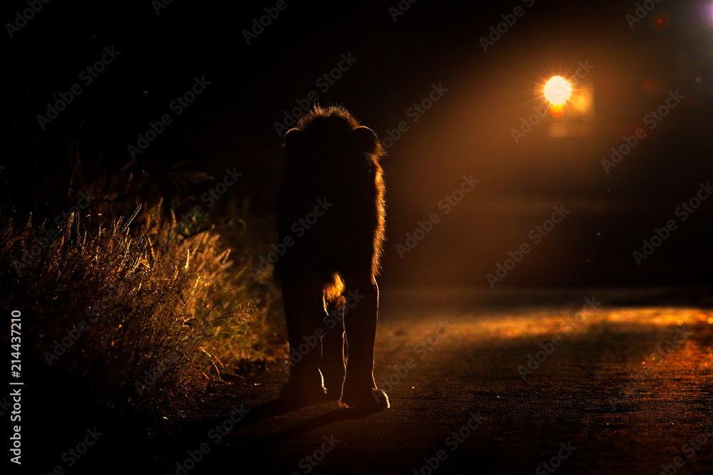 Naklejka premium Night safari with light. Lion walking on the road with car in Kruger National Park, Africa. Animal behaviour in the nature habitat, male in dark night. Wildlife in South Africa.