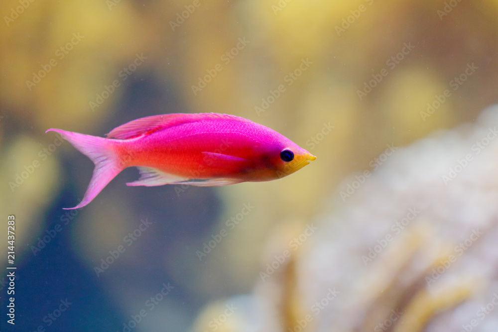 Redfin Fairy Male, Cirrhilabrus rubripinnis, reef fish, from Pacific and Indian Ocean. Nature water habitat. water with beautiful pink red animal in sea water. Redfin Fairy Male, Cirrhilabrus rubripinnis, reef fish, from Pacific and Indian Ocean. Nature water habitat. water with beautiful pink red animal in sea water.