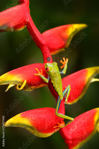 Beautiful amphibian in the forest, exotic animal from central America on red flower. Red-eyed Tree Frog, Agalychnis callidryas, animal with big red eyes, in the nature habitat, Costa Rica.