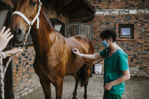 Fototapeta Naklejka Na Ścianę i Meble -  Woman veterinary checking horse health in stable