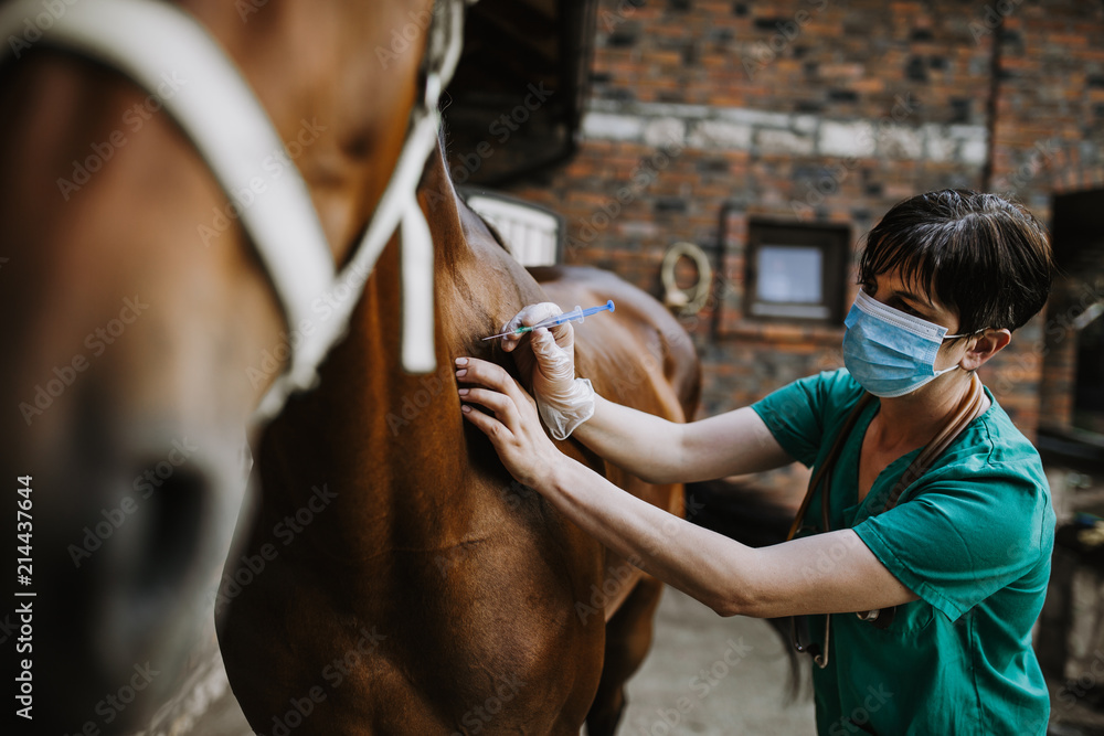 Obraz premium Woman veterinary checking horse health in stable
