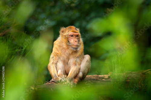 Old magot monkey in green habitat. Barbary macaque, Macaca sylvanus, sitting on the tree trunk, Gibraltar, Spain. Wildlife scene from nature.