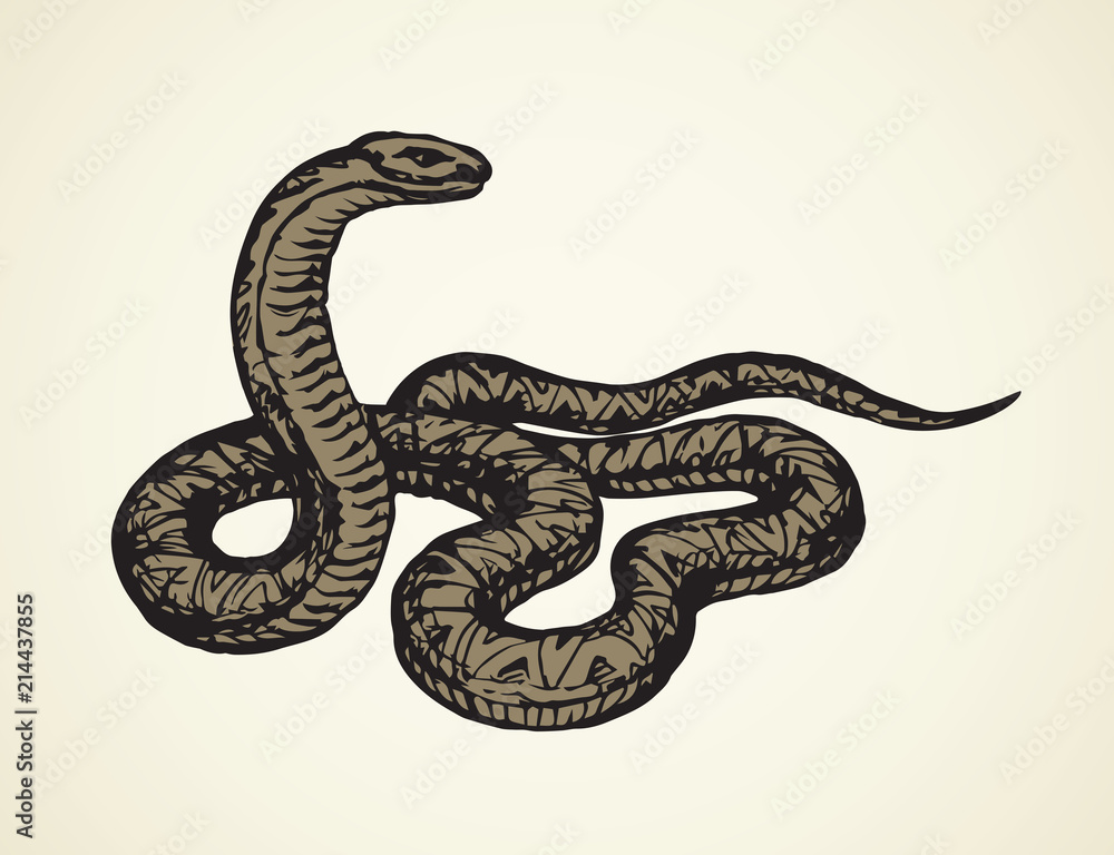 Fototapeta premium Snake. Vector drawing