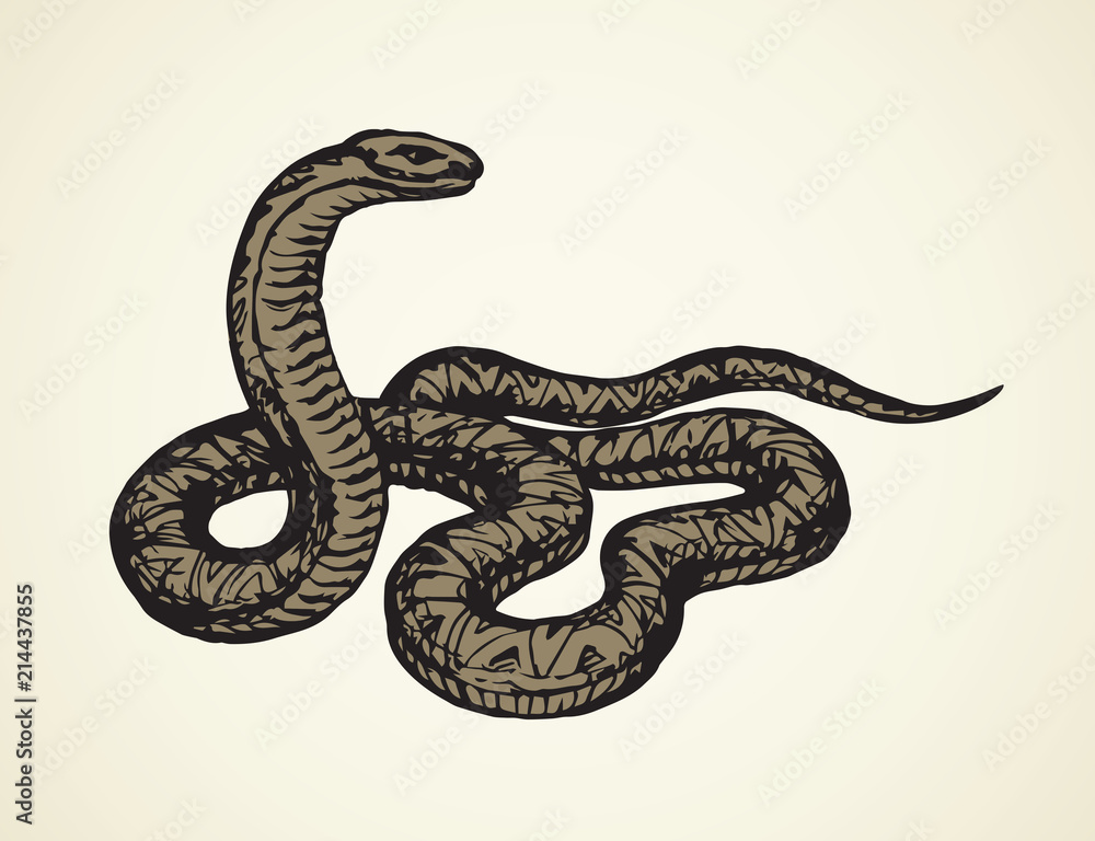 Snake. Vector drawing Snake. Vector drawing